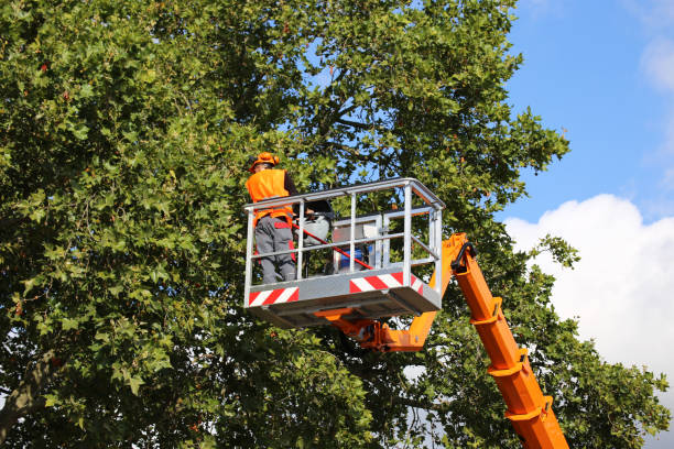 How Our Tree Care Process Works  in Lewisburg, PA